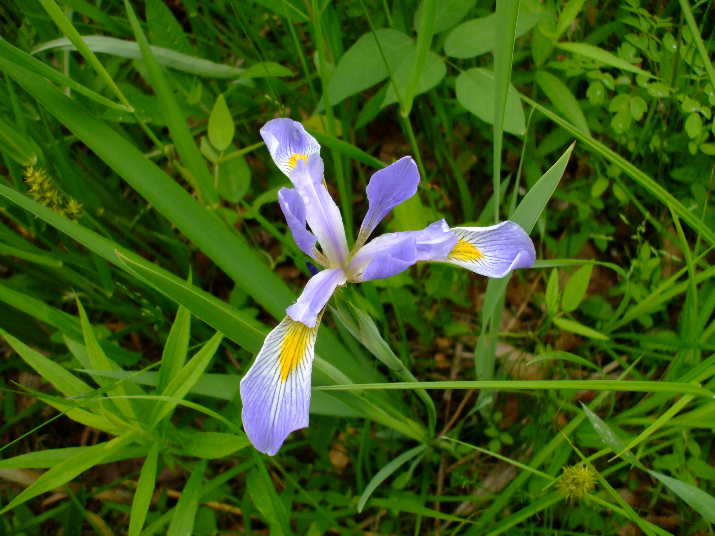 Iris virginica